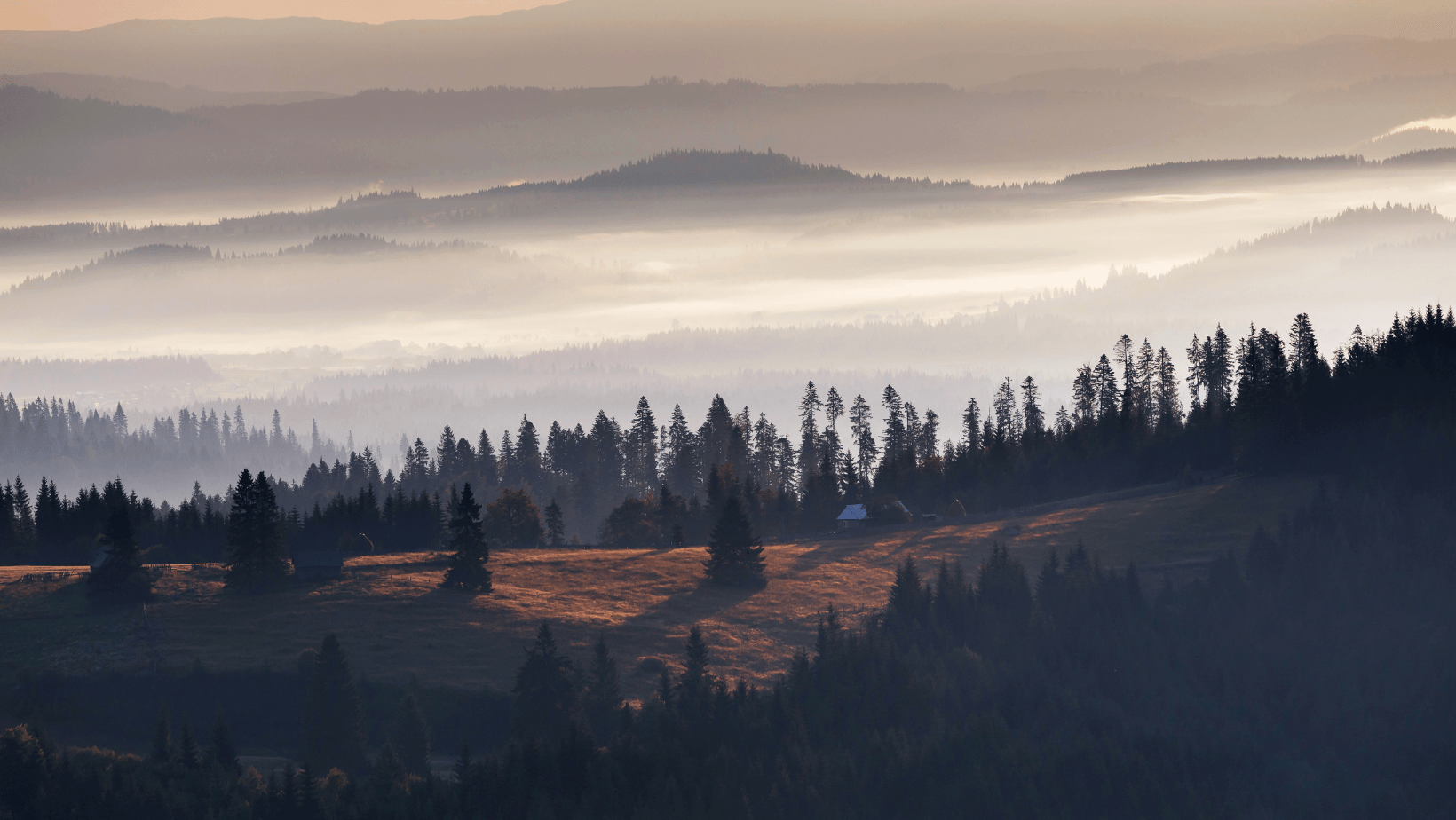 dialectul bucovinean